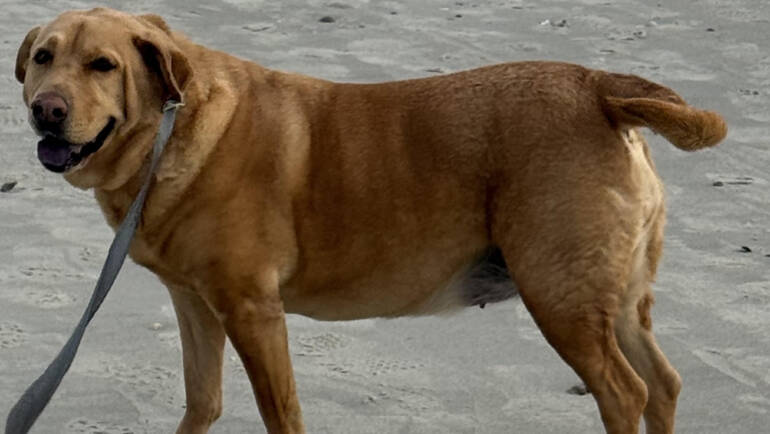 National Mutt Day at Urban Assault